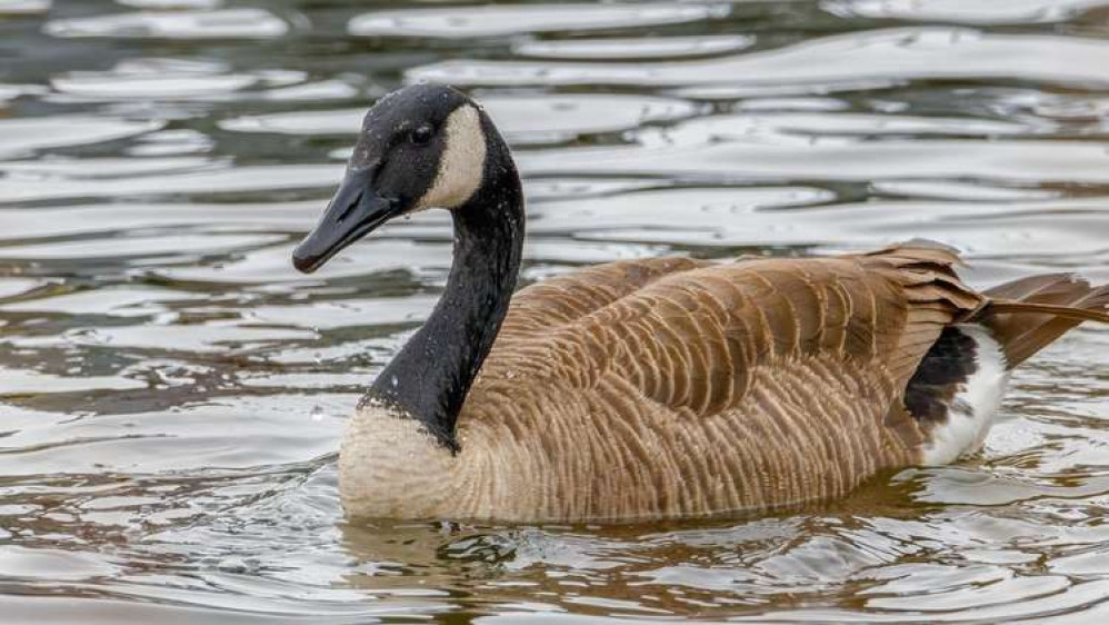 There has been a confirmed case of avian flu at Newstead Abbey. Photo courtesy of Nottinghamshire County Council.