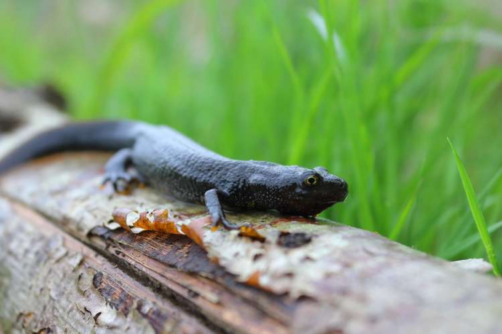 Great crested newts are a protected species in the UK. Image credit: Sam Knowles.