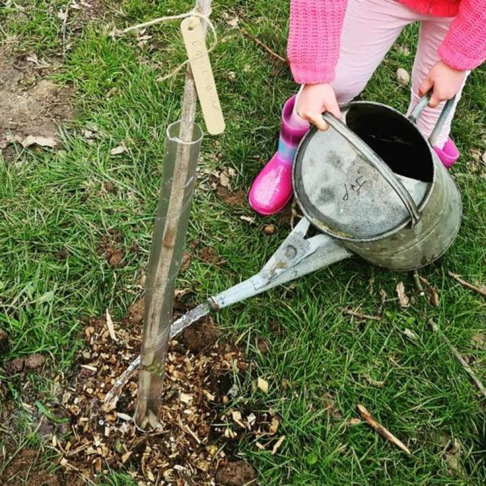 The trees were supplied free of charge by The Woodland Trust (Photo: Tollesbury Climate Partnership)