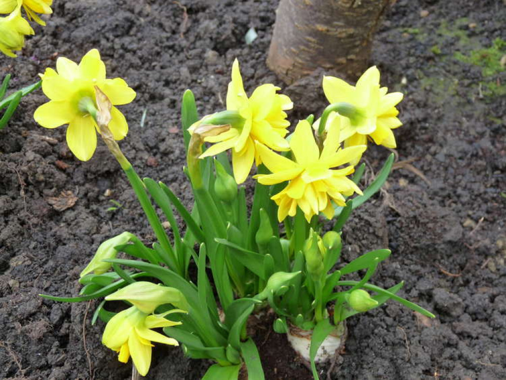 Tete Boucle daffodil