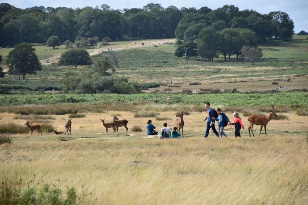 Despite the lack of natural predators, the park's deer face threats from an array of human sources.