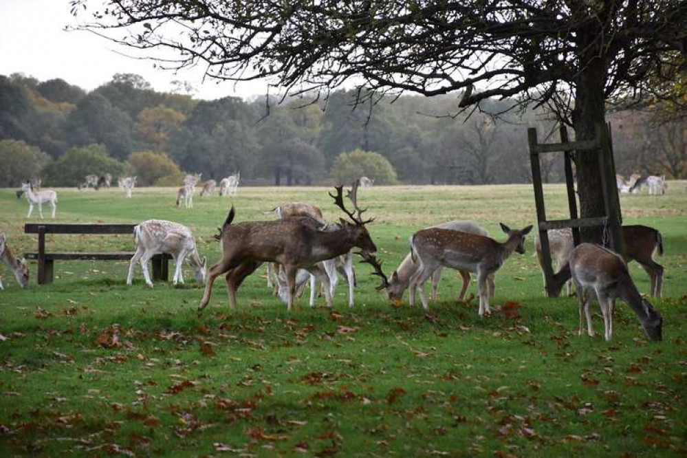 The twice-yearly cull sees Richmond Park, which is normally open to pedestrians 24 hours a day, closed between 8pm and 7.30am, for the purpose of keeping the deer population under control.