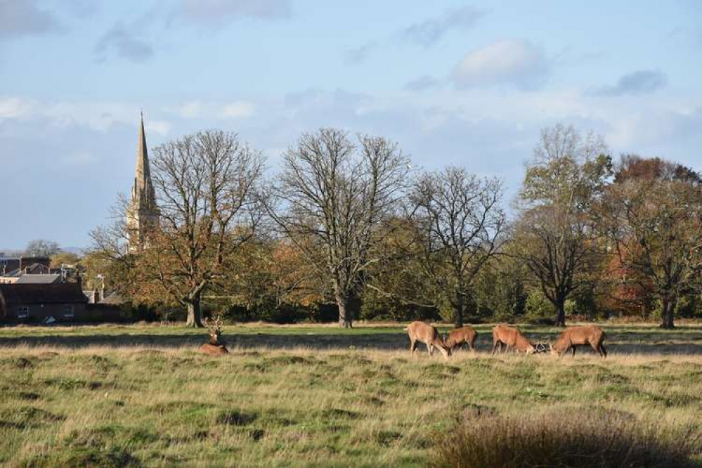 961 deer have been recorded as being killed in the Richmond Park cull between 2017 and 2021.