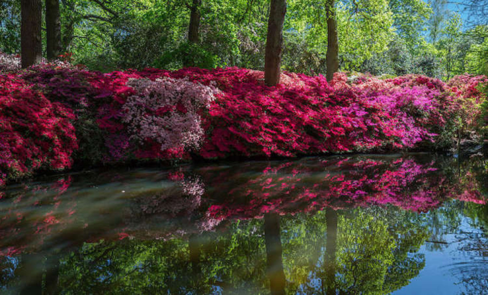 The Isabella plantation - one of the park's many beauty spots (Credit: DAVID ILIFF / CC BY-SA 3.0)