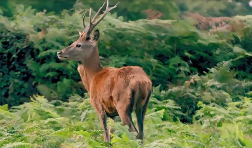 The special flora and animal life of the Royal Parks - from the red deer and hedgehogs to giant Shire horses and the tiny Bushy Gnat - are set to star on TV. Credit: More4 'Secrets of the Royal Gardens'.