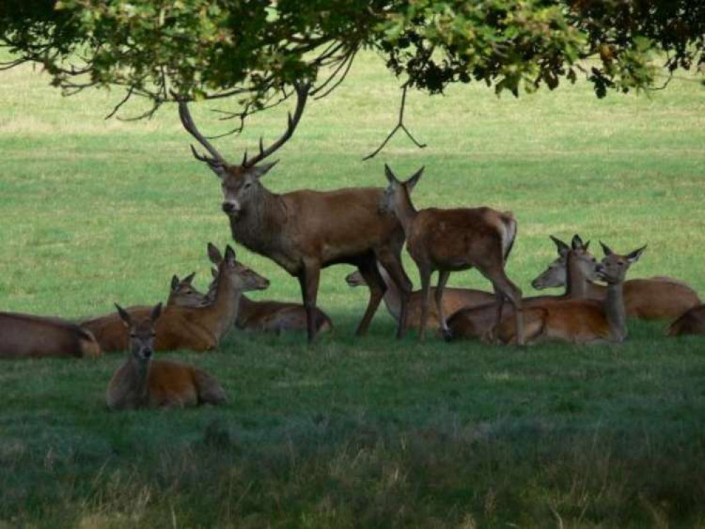 The 7.35 mile trail around the perimeter of Richmond Park has been picked out for its beautiful views and wildlife, particularly the deer. The 7.35 mile trail around the perimeter of Richmond Park has been picked out for its beautiful views and wildlife, particularly the deer.