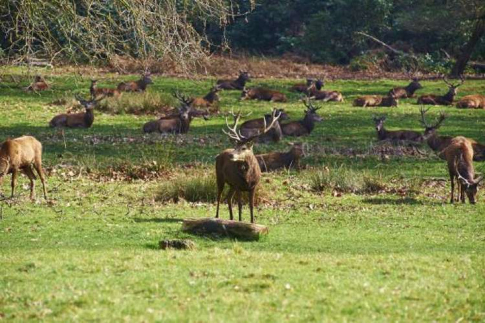 The 630 red and fallow deer that freely roam around Richmond Park are the big pull on this walk and there's a good chance that you'll see them. The 630 red and fallow deer that freely roam around Richmond Park are the big pull on this walk and there's a good chance that you'll see them.