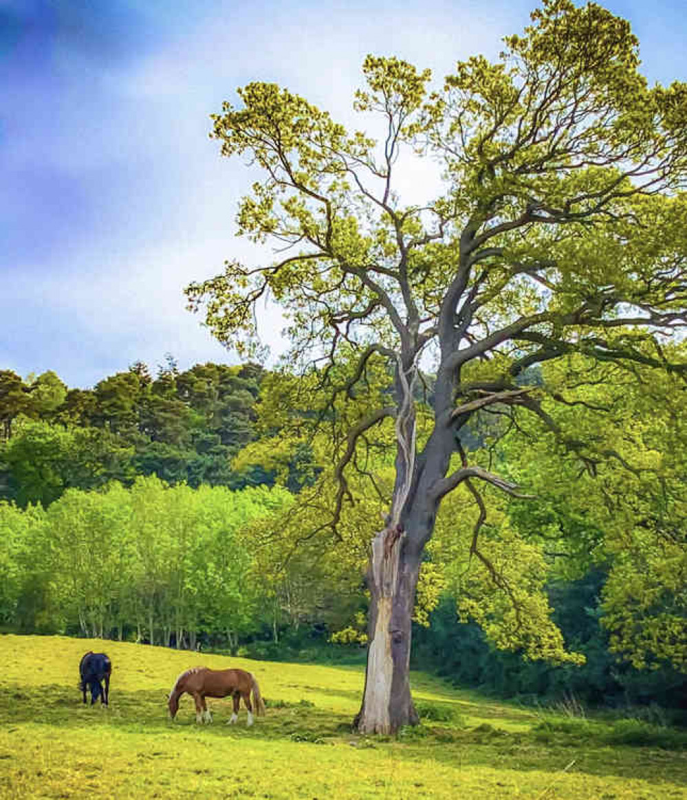 A couple of our retirement horses in the grazing field