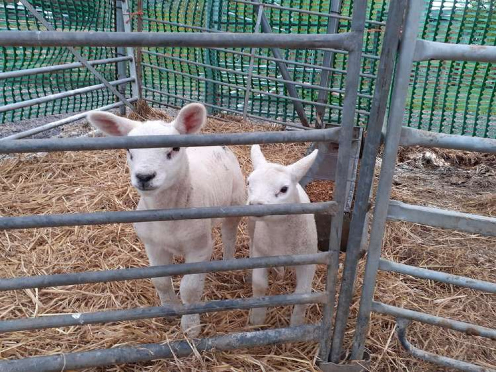 Lakemore's first two lambs of the season