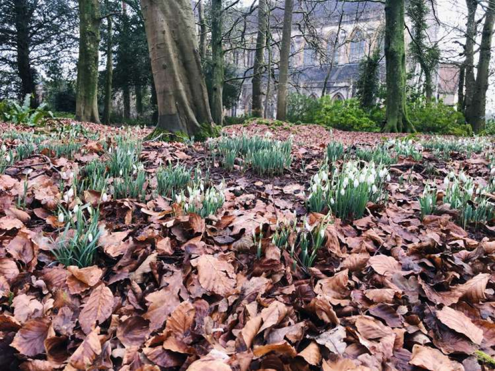 See the snowdrops at Downside Abbey on a garden tour