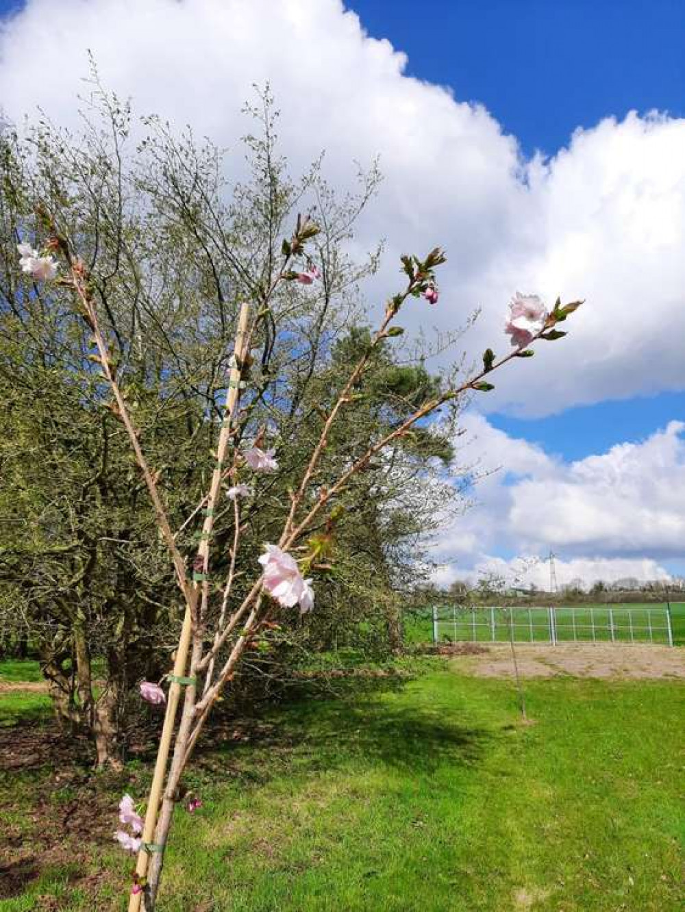 Japanese Cherry Tree Donated by Mary Prior CVO MBE and John Prior Japanese Cherry Tree Donated by Mary Prior CVO MBE and John Prior