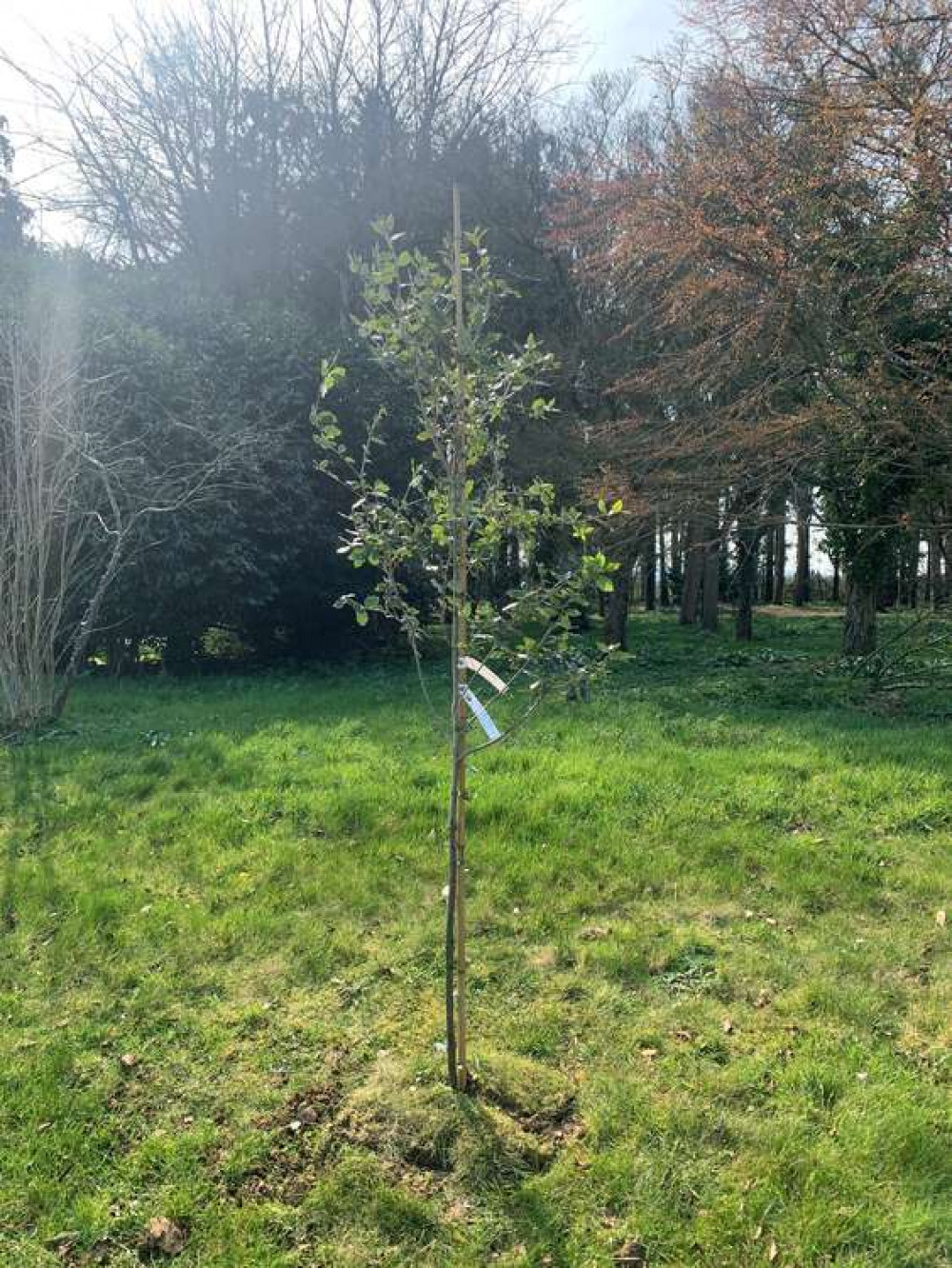 Holm Oak Donated by Mary Prior CVO MBE and John Prior Holm Oak Donated by Mary Prior CVO MBE and John Prior