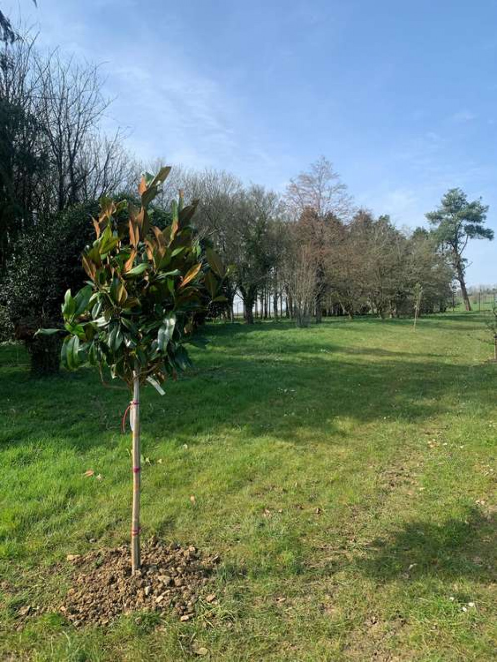 Evergreen Magnolia Donated by Mary Prior CVO MBE and John Prior Evergreen Magnolia Donated by Mary Prior CVO MBE and John Prior
