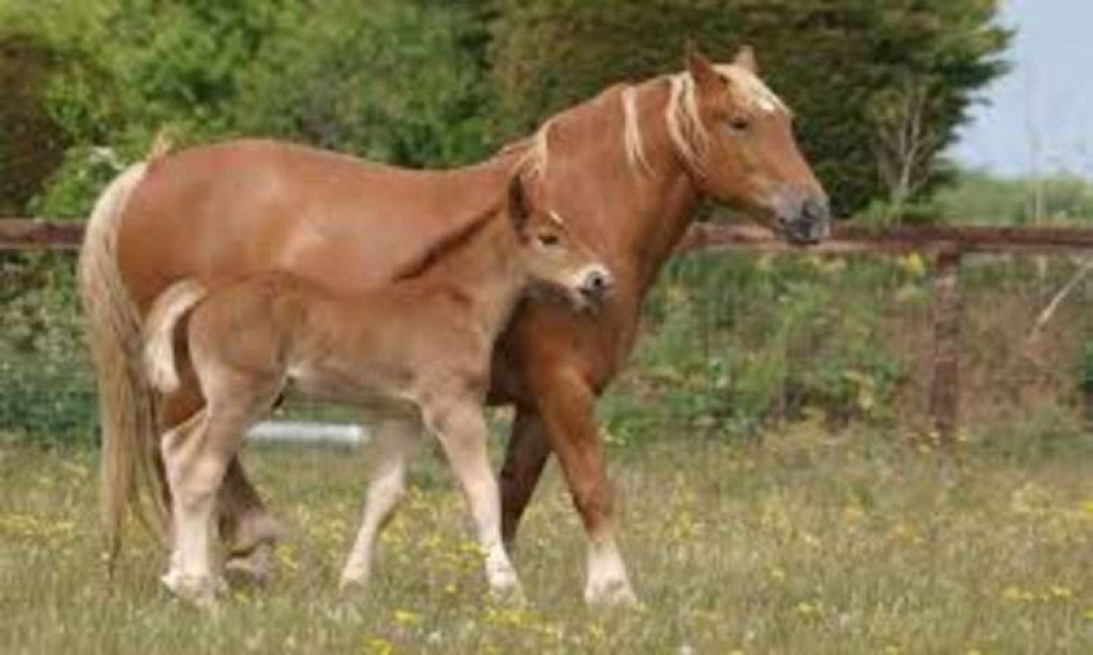 Suffolk Punch horse with foal (picture: contributed)