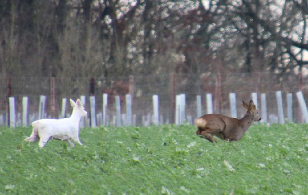 White deer with brown muntjac believed to be mum (Picture credit: Christine Crook) White deer with brown muntjac believed to be mum (Picture credit: Christine Crook)