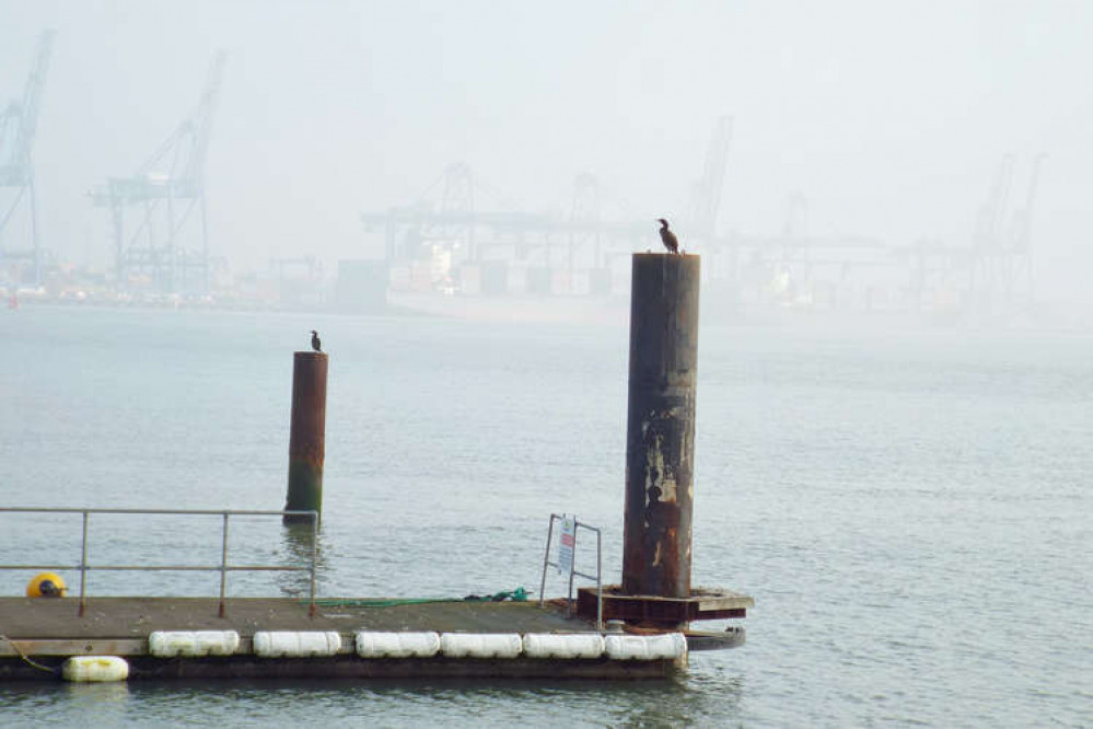 Contented cormorants with cranes pictured by Jess Barnard