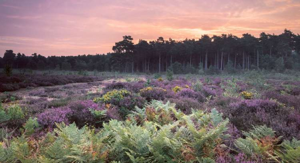 Coast & Heaths AONB (Picture credit: Gill Moon)