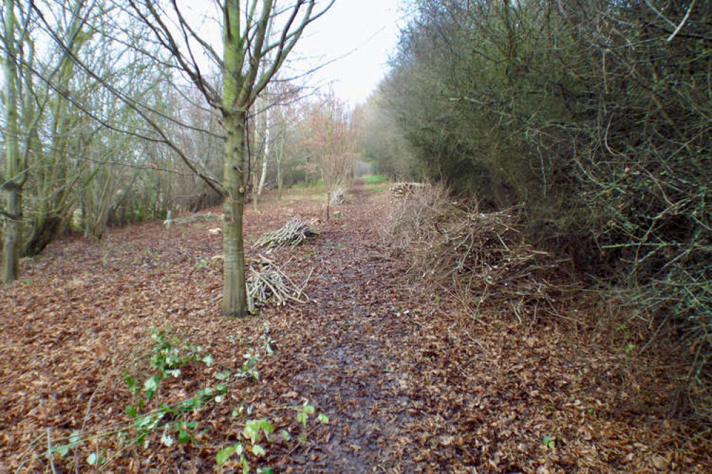 Well-organised coppicing work (Picture credit: Nub News)