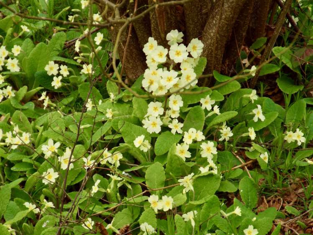 Carpets of primrose (Picture credit: Nub News)