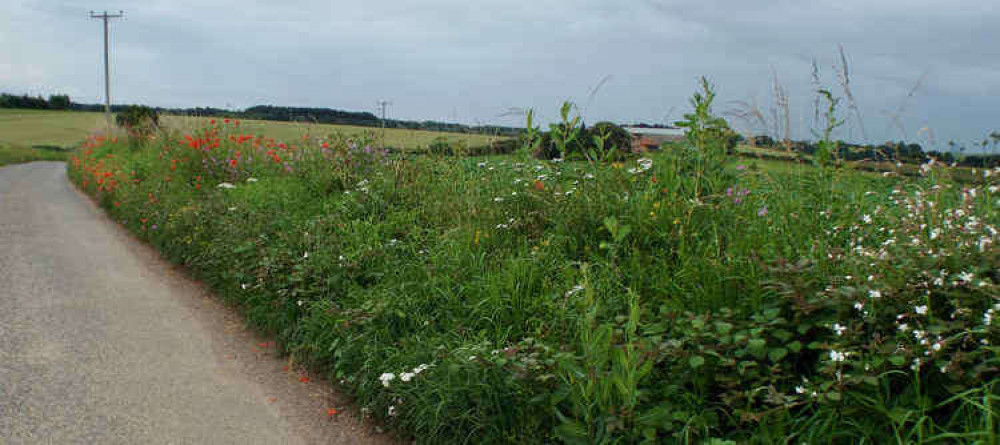 Wildflower verges on back lanes between Erwarton and Harkstead