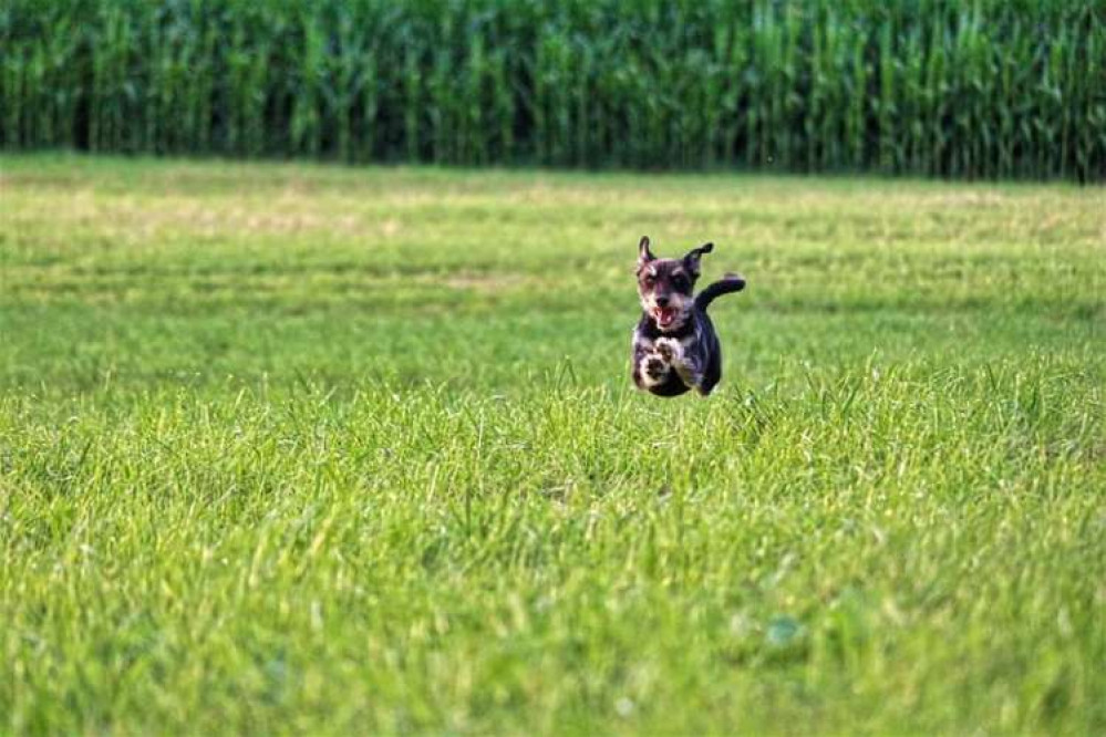 Dogs will be able to run free in paddock Dogs will be able to run free in paddock