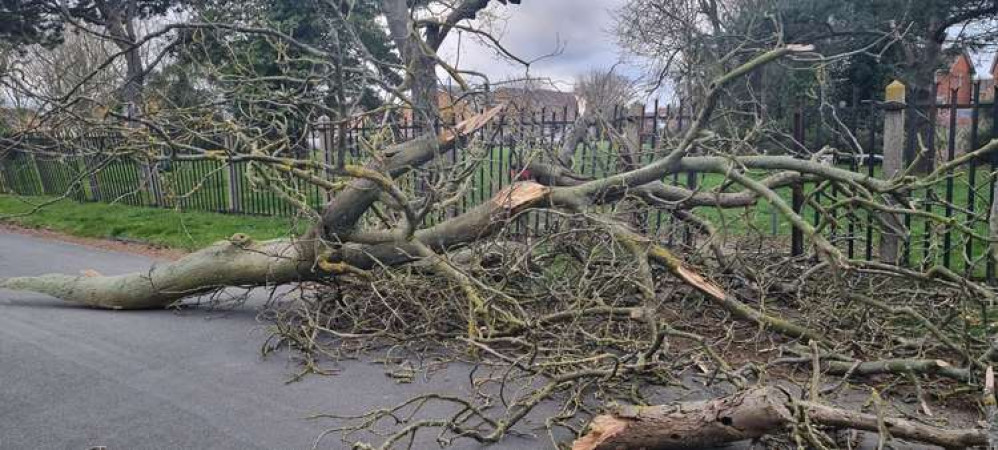 Tree down in Lower Harlings