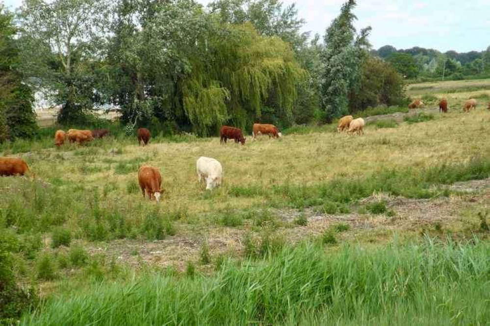 Cows grazing