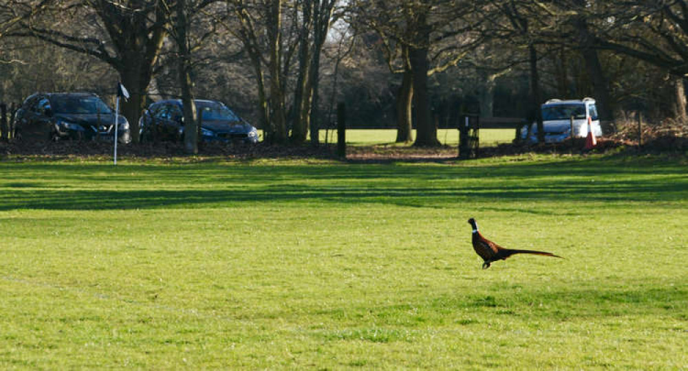 A pleasant pheasant pitch invader (Picture credit: Nub News)