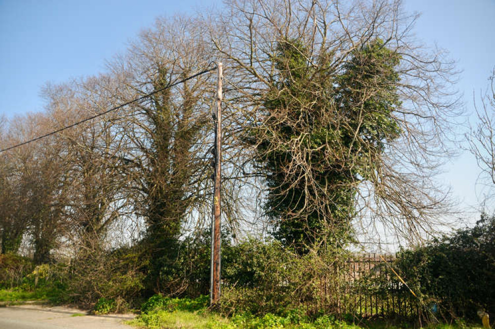 Two trees will make way for construction entrance to former HMS Ganges site (Picture credit: Nub News)