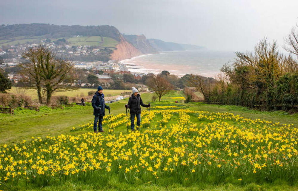 The daffodils were planted on Peak Hill in Sidmouth