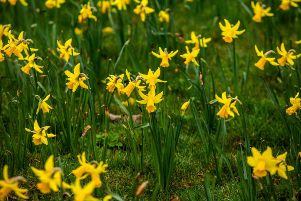 The daffodils