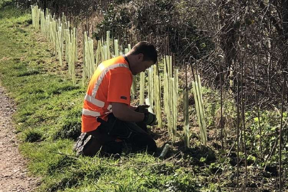 New hedgerow planting, using biodegradable protection tubes (Environment Agency)