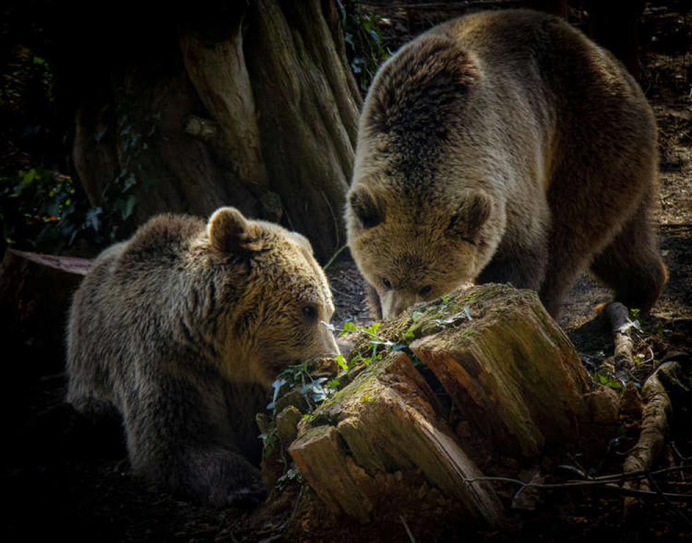 Bear cubs Mish and Lucy (Matthew Newby SWNS)