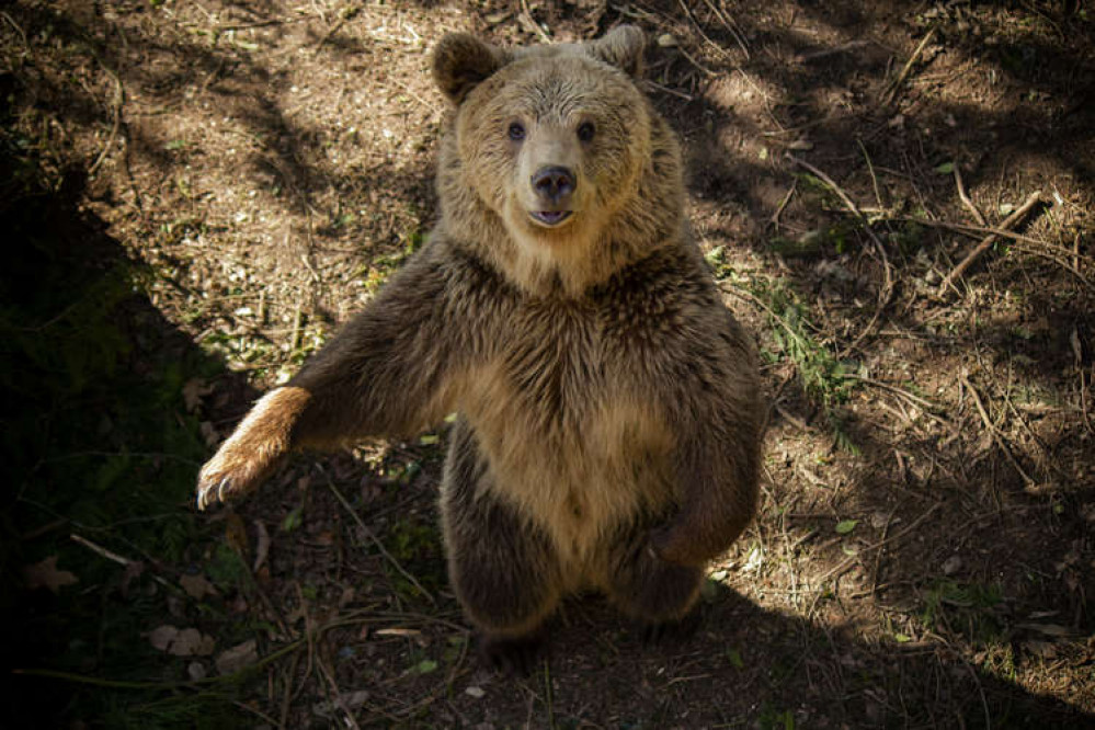 Bear cub (Matthew Newby SWNS)