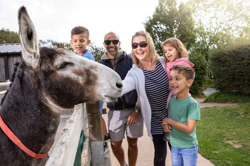 Easter at the Donkey Sanctuary