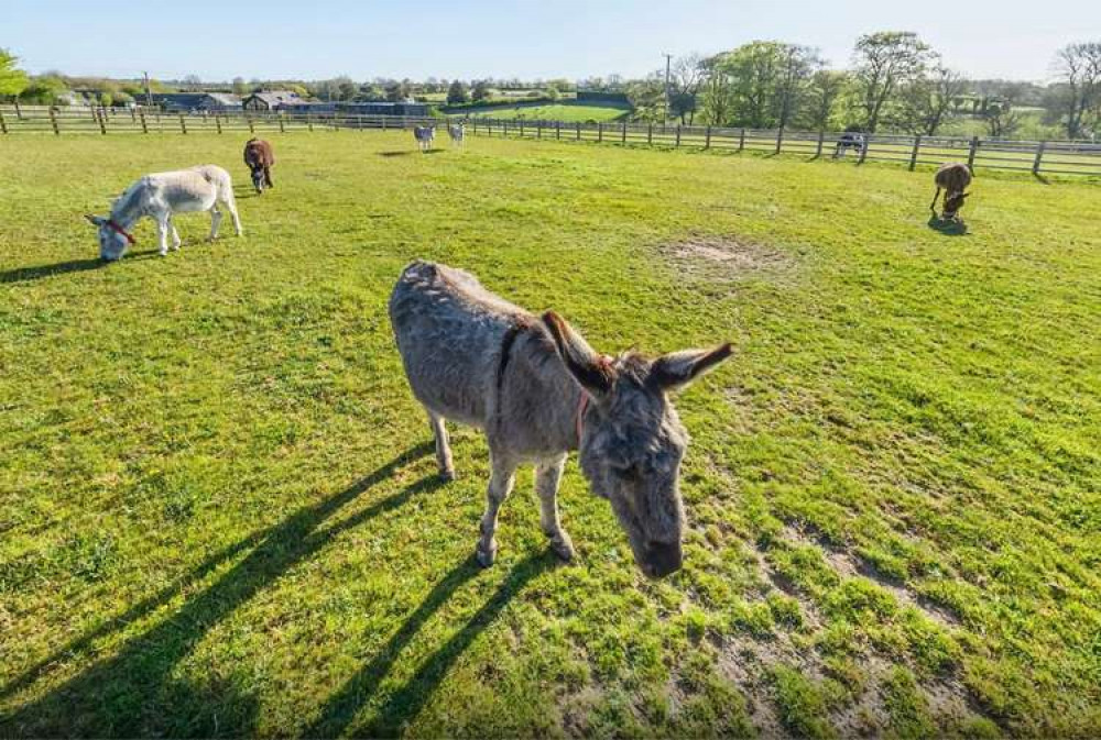 Screenshot of virtual tour (The Donkey Sanctuary)