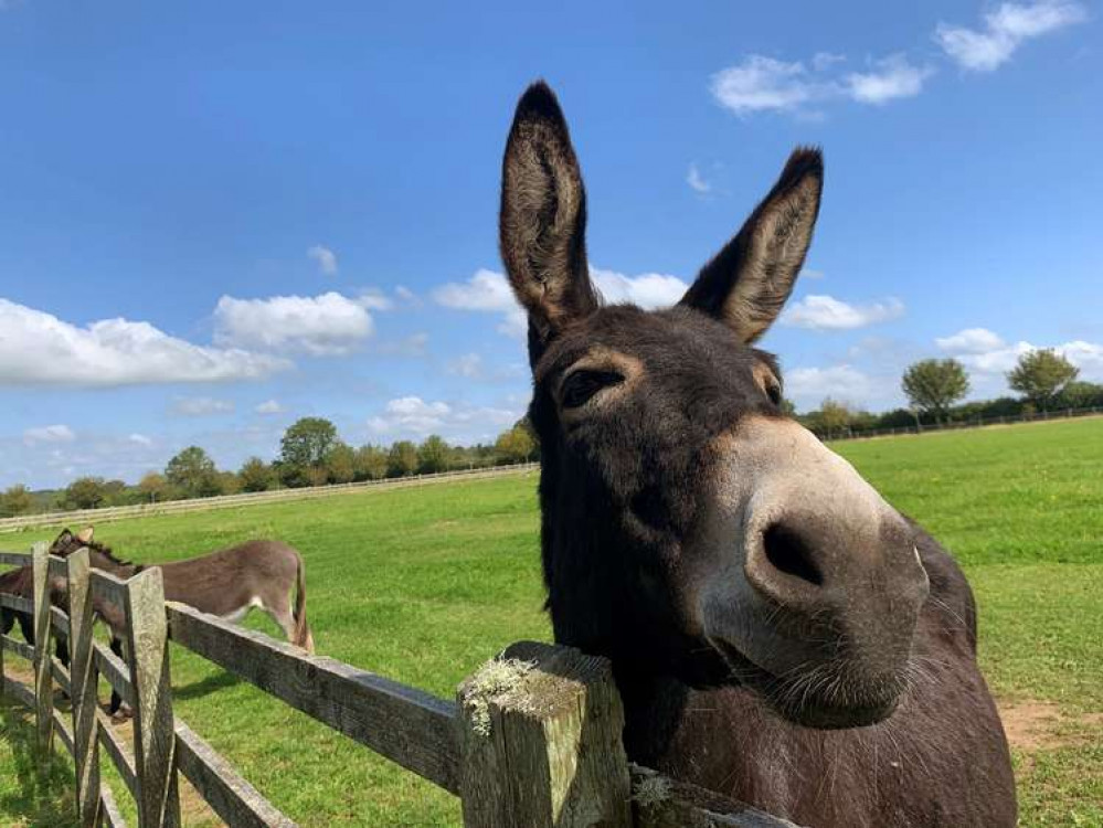 It's open seven days a week from 9am to 5pm and entry and parking are free (The Donkey Sanctuary)