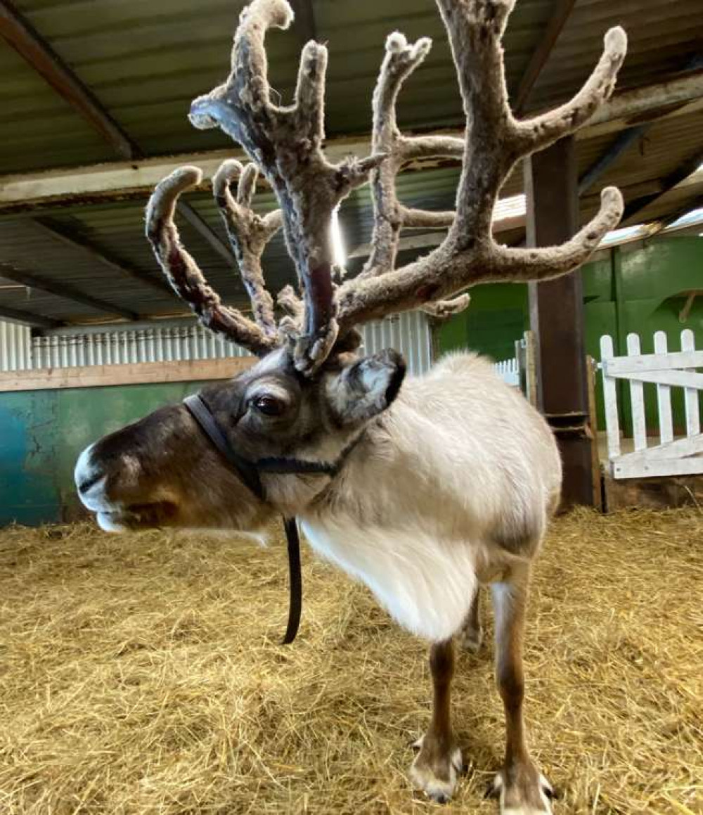 The adorable reindeer are coming to Teddington from Kent (Image: The Reindeer Centre)