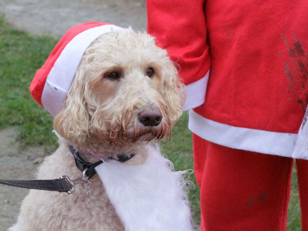 A dog in a santa hat at the event (Image: Princess Alice Hospice)