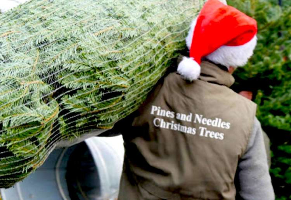 It's Christmas tree season in Teddington (Image: Pines and Needles)