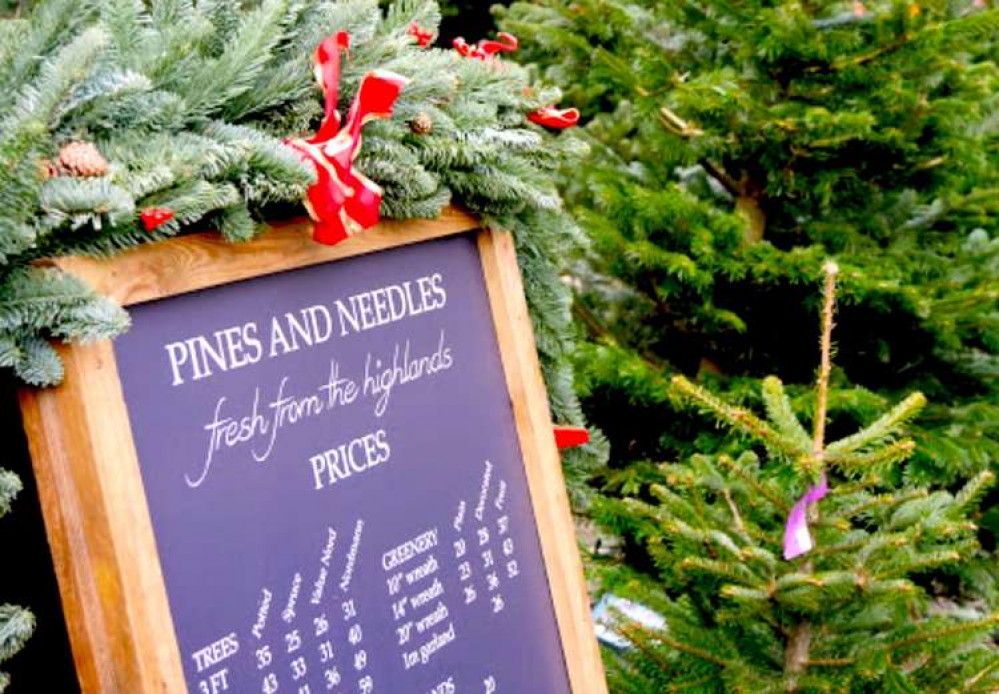 Pines and Needles trees are grown in Scotland - find them in Bushy Park (Image: Pines and Needles)