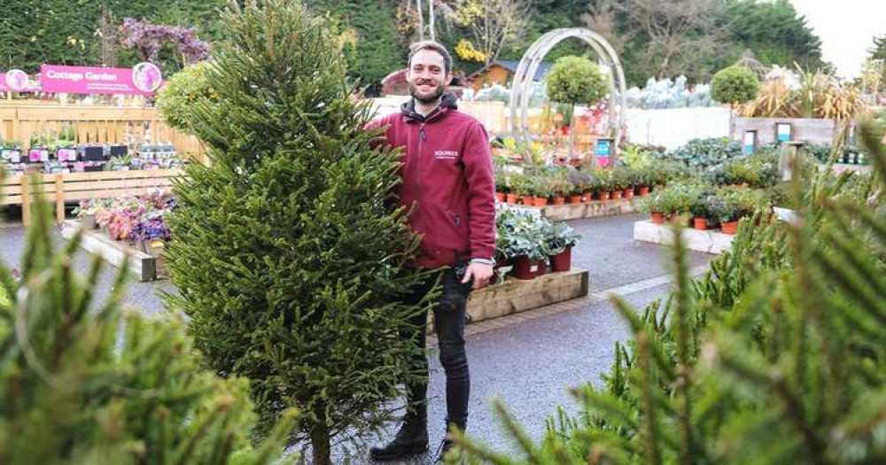 Squires has plenty of trees, both real and artificial, on sale (Image: Squires)