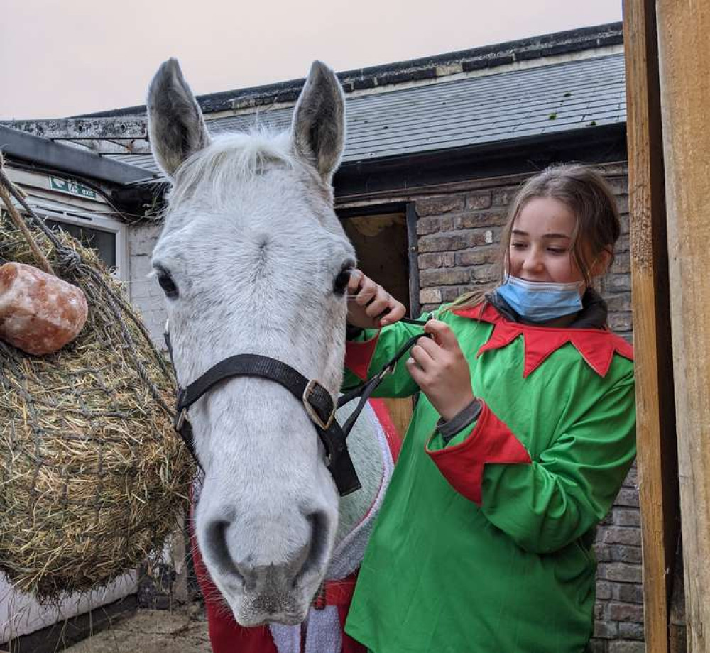 Trigger the 'cuddle' pony back in his home - pictured with a stables 'elf' (Image: Ellie Brown)