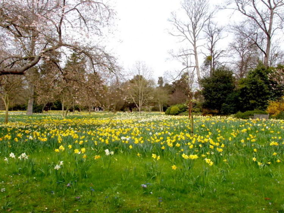 Many come to the Palace to see the first daffodils of spring (Image: David Hawgood / The Wilderness with daffodils, Hampton Court / CC BY-SA 2.0)