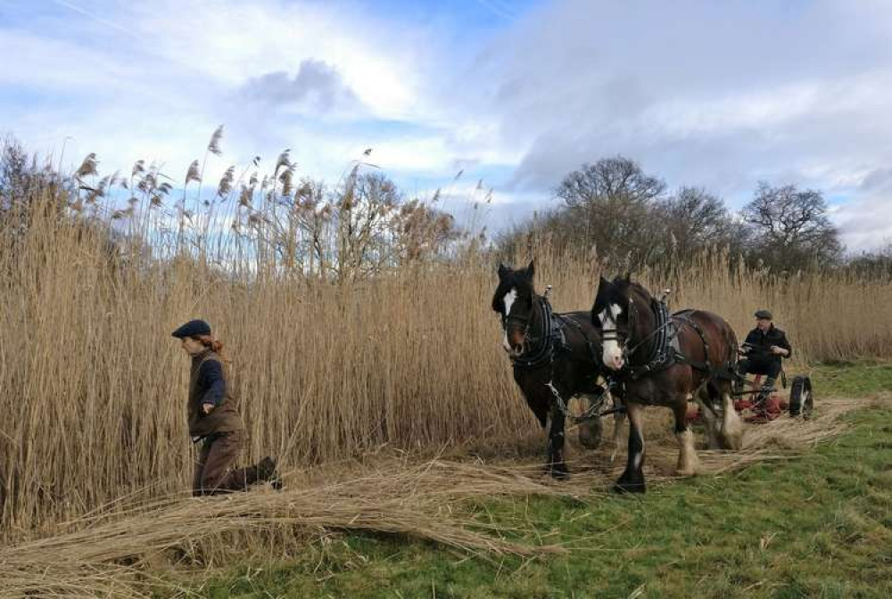 Shire horses help with reed management in Bushy Park (Image: Royal Parks)