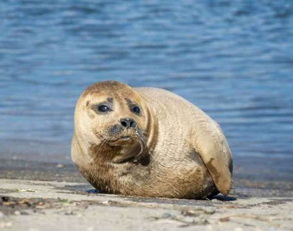 Freddie the seal visited Teddington Lock last winter and became adored for his friendly nature