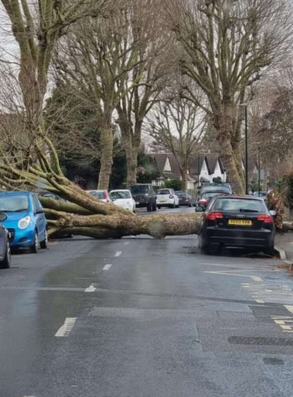 A fallen tree on Hampton's Gloucester Road (Image: Gareth Roberts)