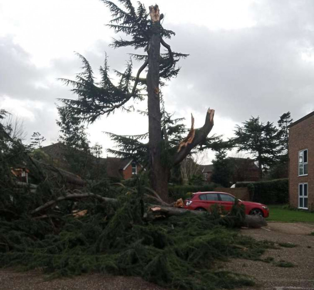 The tree fell by the Redlands flats on Cromwell Road