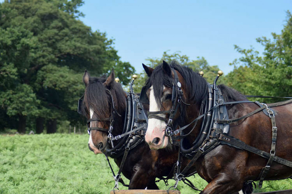 The Shire horses of Richmond Park are set to feature in next week's instalment