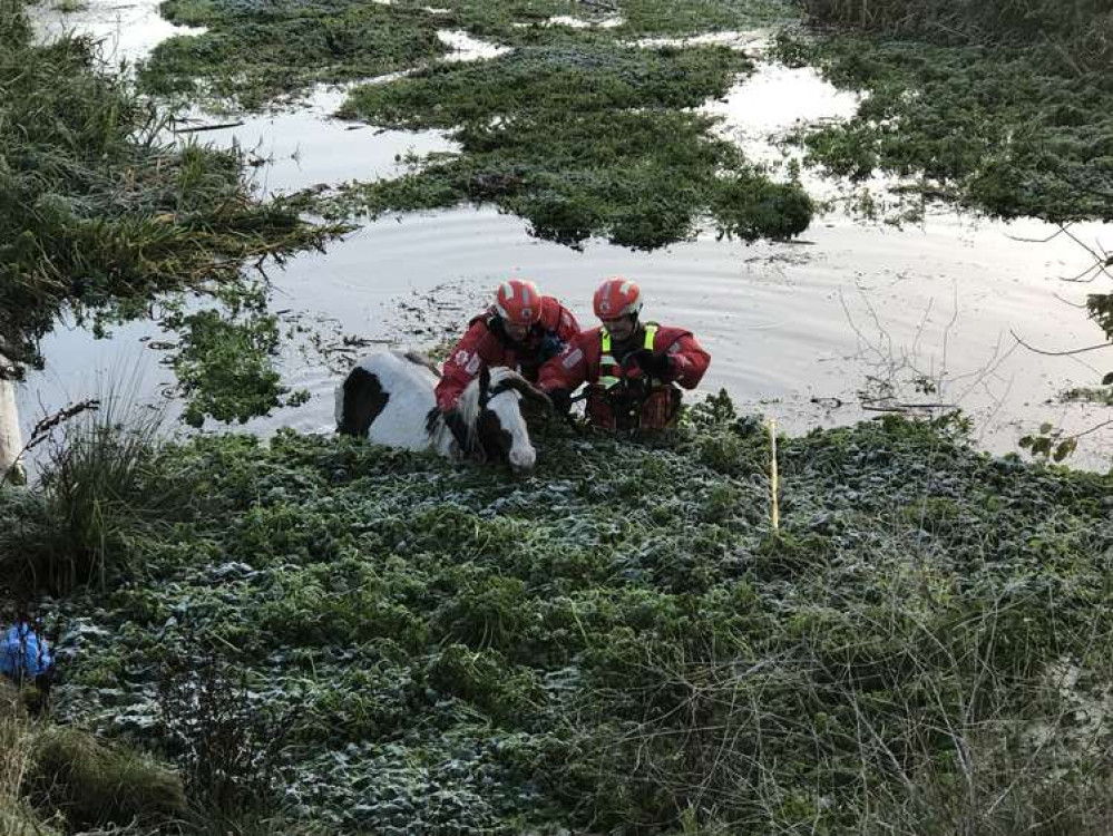 It was guided to the edge of the water and straps attached